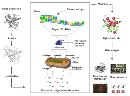 Fluorescence in situ hybridization 연구 개념 및 모식도