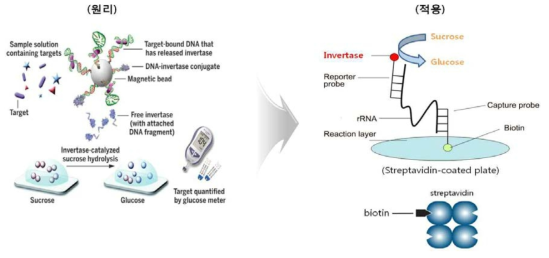 Glucose meter기를 이용한 미세조류 검출시스템 원리 및 적용시스템