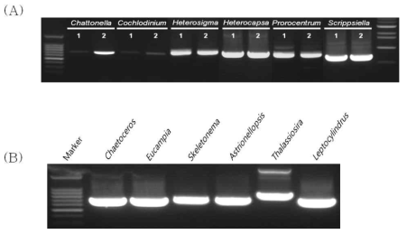 유·무해조류의 COI PCR 결과. (A) 유해조류 6종 (B) 무해조류6종 에 대한 COI 유전자에 대한 PCR 산물