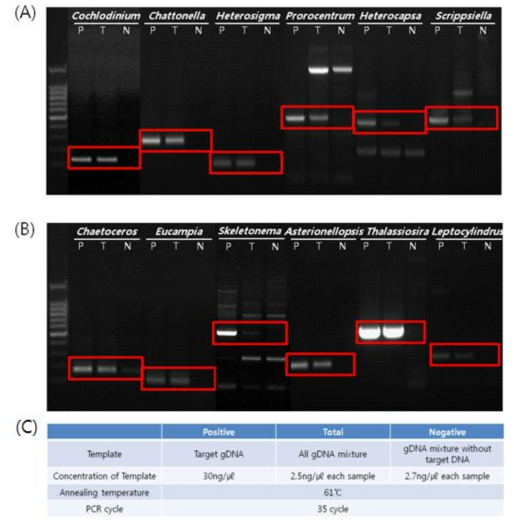 종 특이적 프라이머의 종 특이성 PCR 적용성. (A)유해조류 (6종)과 무해조류 (6종)에 대한 COI 프라이머의 종특이적 적용. (C)종특이적 COI 프라이머의 PCR 조건