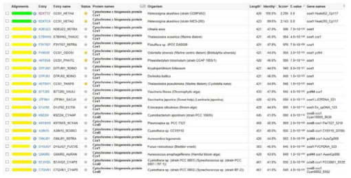 H. akashiwo Cytochrome c biogenesis protein Ccs1 단백질 상동성 조사