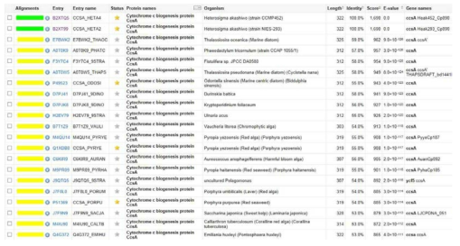 H. akashiwo Cytochrome c biogenesis protein CcsA 단백질 상동성 조사