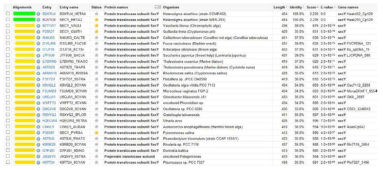 H. akashiwo Protein translocase subunit SecY 단백질 상동성 조사