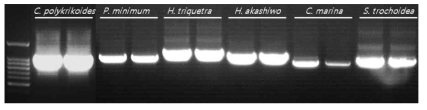 각 미세조류의 LSU rRNA PCR 결과