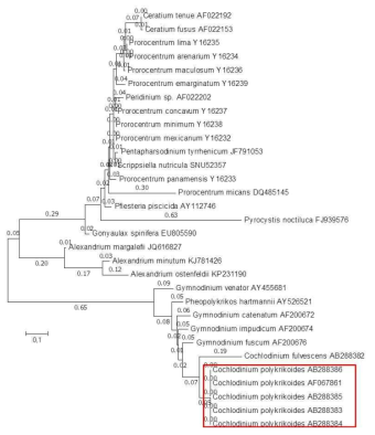 C. polykrikoides의 phylogenetic tree
