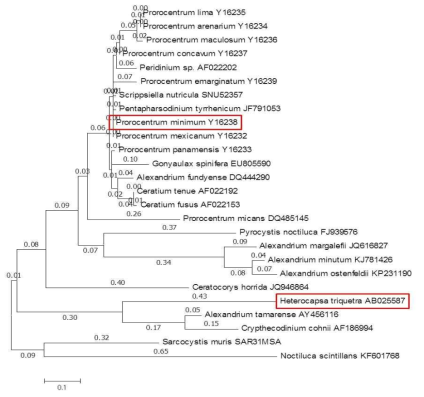 P. minimum과 H. triquetra의 phylogenetic tree