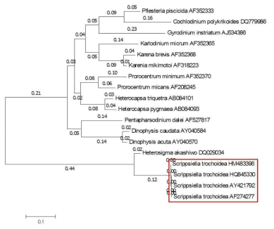S. trochoidea의 phylogenetic tree