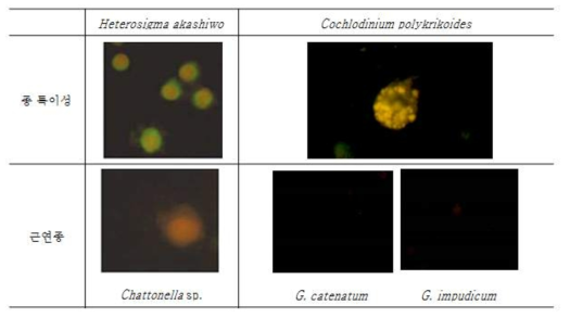 Heterosigma akashiwo와 Cochlodinium polykrikoides의 종특이성 및 근연종 실험결과