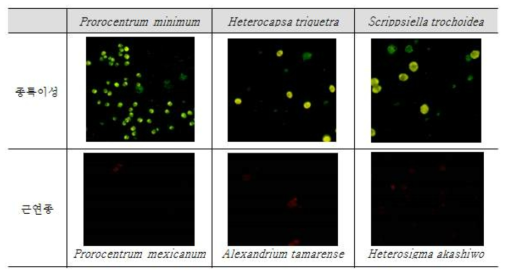 P. minimum, H. triquetra, S. trochoidea의 종특이성 및 근연종 실험결과