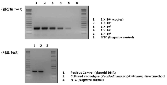 C. polykroides에 대한 민감도 및 시료 PCR 테스트