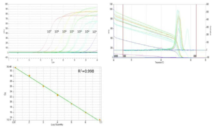 real-time PCR 결과.