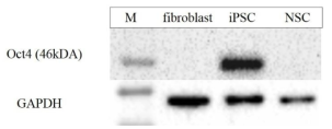 Western blot of Oct4 of the iPSC.