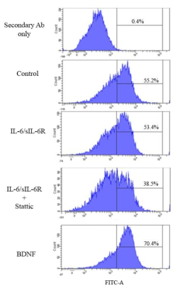 Flow cytometry analysis for intracellular NeuN staining.