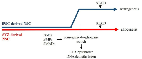 Neurogenic-to-gliogeneic switch does not occur in iPSC-derived NSC as opposed to its SVZ-derived counterpart.