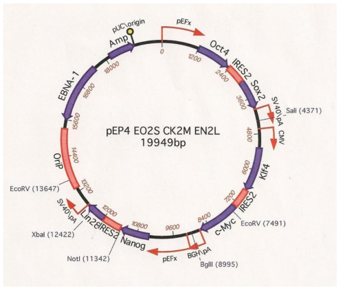 Episomal plasmid used for integration-free reprogramming.