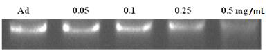 Gel retardation assay of Ad/MPPCBA nanocomplex