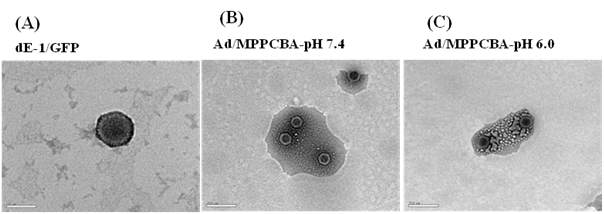 TEM images of Naked Ad (A), polymer coated Ad at pH 7.4 (B), polymer coated Ad at pH 6.0 (C)