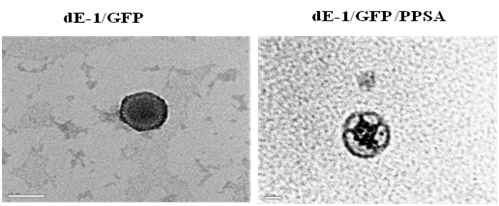 TEM images of dE-1/GFP and polymer coated Ad