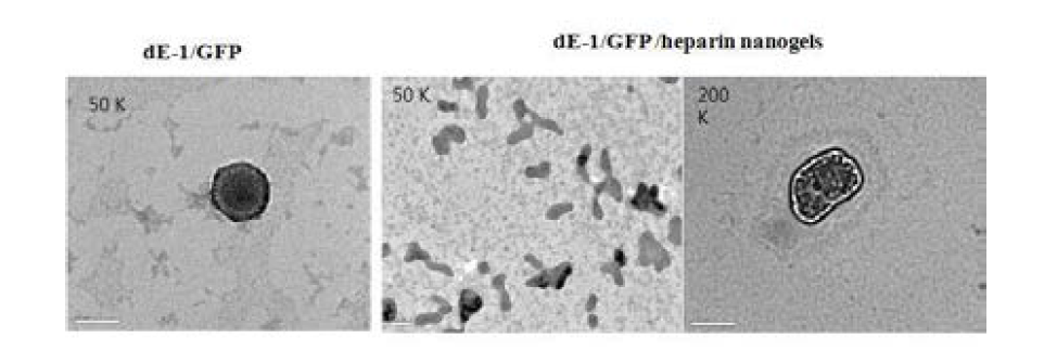 TEM images of dE-1/GFP (naked Ad) and heparin nanogels coated dE-1/GFP