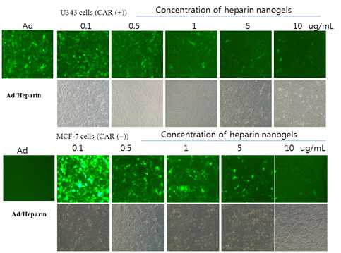 Transduction of U343, and MCF7 cells with naked Ad(dE1/GFP), various concentrations of heparin coated Ad