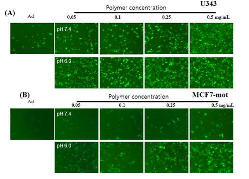 Transduction of U343, and MCF7-mot cells with naked Ad(dE1/GFP), various conc. of polymer coated Ad(dE1/GFP) at pH (7.4) and pH