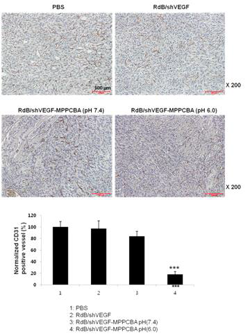 Immunohistochemical staining of sections of matrigel plugs with anti-CD31 antibody