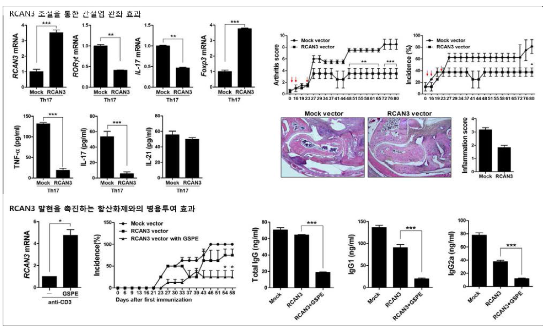 RCAN3를 통한 류마티스관절염 완화 효과 요약