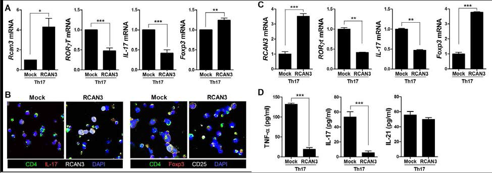 RCAN3 강화를 통한 병인 Th17 세포 조절 효과
