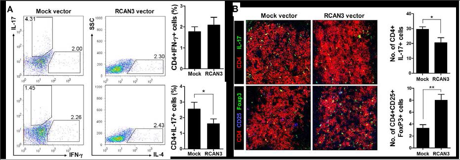 RCAN3 강화를 통한 ex vivo Th17 세포 조절 효과