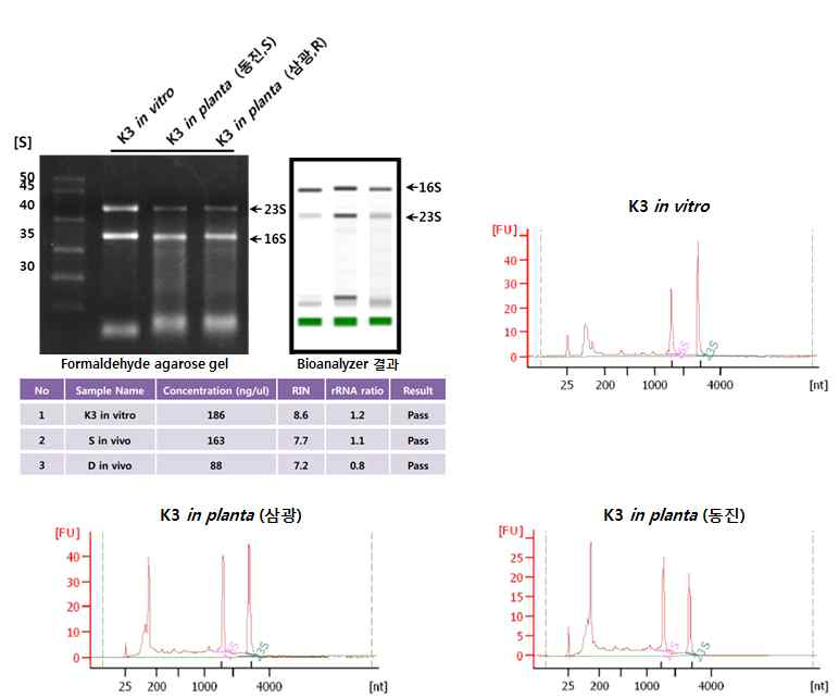 RNA 추출 결과 formaldehyde agarose gel 사진 및 샘플 bioanalyzer 결과