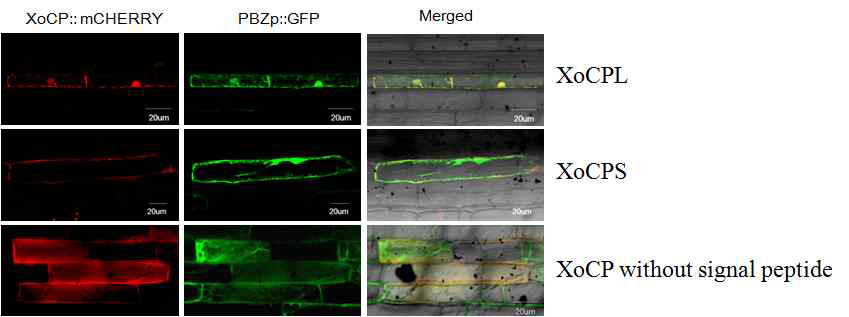 Cysteine protease 의 in-planta localization