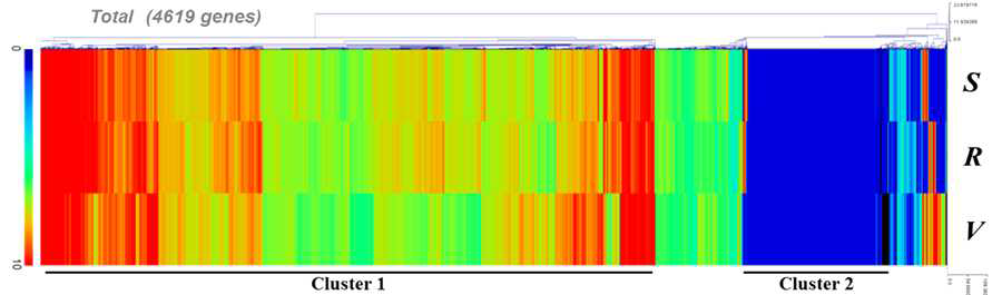 RNAseq 결과에서 얻은 in vitro 및 in planta에서 조건에서 발현된 Xanthomonas oryzae pv