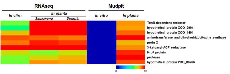 RNAseq 및 MudPIT 결과에서 공통적으로 찾은 in planta 특이적 발현 유전자 및 해당 유전자 Heatmap