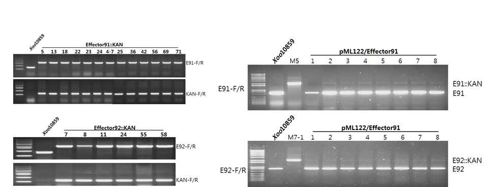 2년차에서 in vivo상에서 특이 또는 과발현되는 단백질 91번과 92번에 대란 effector기능을 알아 보기위해서 The Tn5 transposon insertion system EZ::TN5 방법을 통하여 gene knock out을 실시하였다. 위 그림은 KAN insertion을 PCR로 보여 주고 있다. 91번과 92번이 knock out 된 것을 확인 할 수 있었다. 오른쪽 그림은 Knock out 된 돌연변이체에 Complementation된 X. oryzae를 만들어 병 검정에 사용하였다