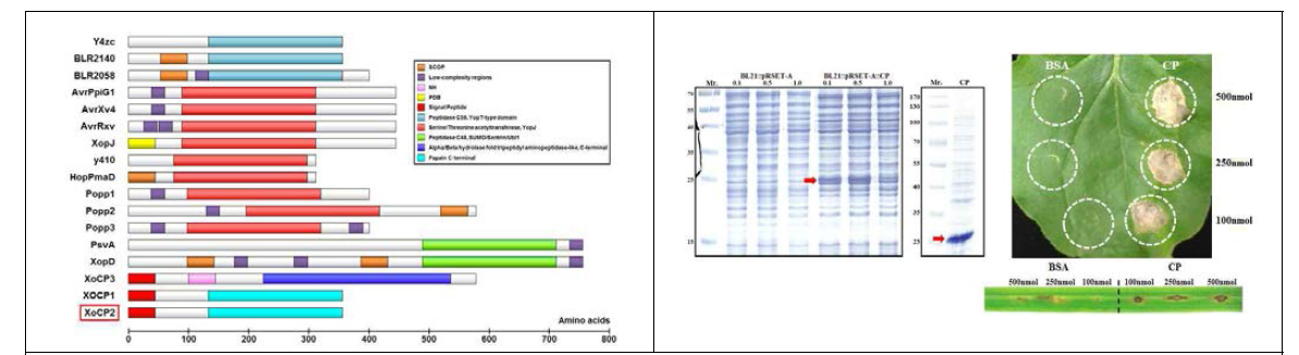 1년차 연구에서 cystein protease유전자의 KO 돌연변이체가 이변성과 관련이 있다고 조사 되었고 현재 그 기능을 보기위하여 재조합 단백질을 생산하여 담배잎에 처리하여 세포 사멸 정도를 살펴보았다 또한 벼 잎에서도 세포 사멸이 유도 되는 것을 확인하여있다. 현재 이 cysteine protease의 기능을 조사 중에 있음. 이 단백질은 기존에 잘 알려진 effector 단백질들과는 구조적으로 다른 단백질 그룹에 속함