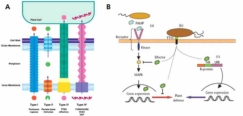 박테리아 병원균의 분비 system (A)와 분비된 effector단백질의 in vivo 역할 (B)