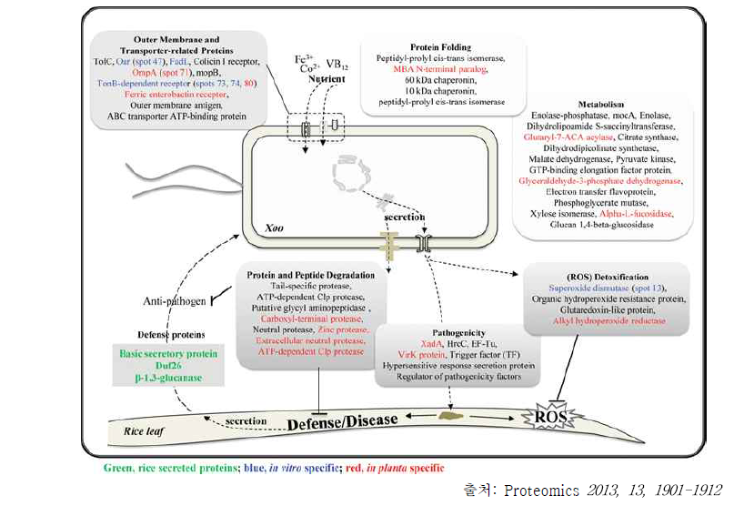 In planta 벼 흰빛잎마름병 분비 단백질 분포 모식도
