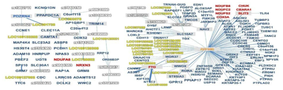 cross validation 결과 CVC 가 9 이상인 유전자들로 그린 네트워크 그래프