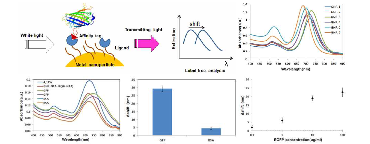 금속나노입자를 이용한 LSPR 센서 제조 기술 확보 및 발현된 단백질의 LSPR 센서 적용
