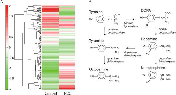 ECC 특이적인 대사산물 분석. ECC의 Hierarchical Clustering Analysis(A). ECC 특이적으로 분비되는 DOPA로부터 octopamine으로 전환되는데 필요한 효소(B).