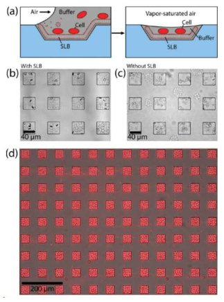 (a) 마이크로플루이딕 채널 칩을 위한 생체모방형 박막 음각 패터닝 및 박막 위 셀 구조 제작 과정. (b), (c) 기판지지 지질 이중층을 이용하면 세포의 공간 선택적 배열이 가능하다. (d) 광학현미경으로 검출한 적혈구 형광 이미지