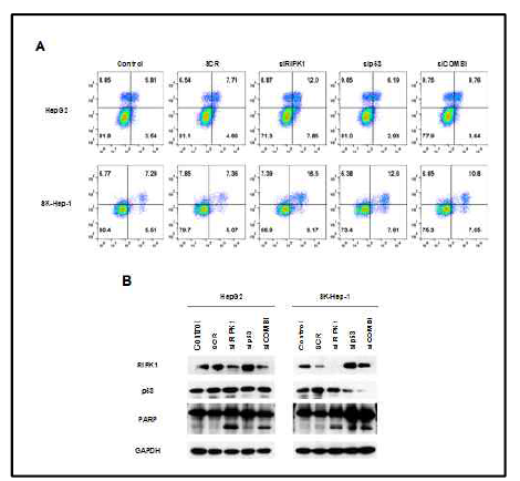 RIPK1 억제에 의한 apoptosis는 p53 의존적임