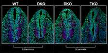 cell cycle exit study in the spinal cord