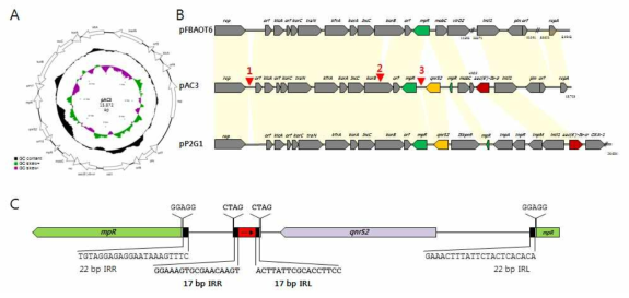 Fluoroquinolone 내성 유전자를 포함한 플라스미드 pAC3의 유전채 지도 및 비교유전체학.