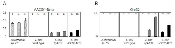 Aeromonas sp. C3, E. coli 모균주, E. coli (pAC3) 및 E. coli Δrsd (pAC3)균주에서 fluoroquinolone 처리에 대한 AAC(6’)-Ib-cr (A)과 QnrS2 (B) 단백질의 발현 양상.