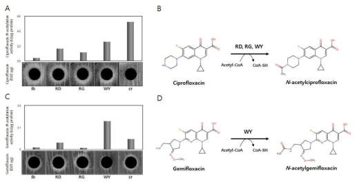 발현 가능한 개별 변이 유전자를 포함한 E. coli 균주의 ciprofloxacin (A) 및 gemifloxacin (B)에 대한 내성 변화와 신규 변이 단백질들의 ciprofloxacin (B)과 gemifloxacin (D)에 대한 대사 경로