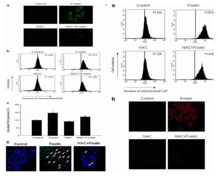 폐암세포에서 Fisetin 처리 후, 세포내 ROS level 측정 및 미토콘드리아 내 칼슘이온 측정.
