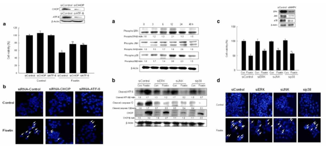 폐암세포에 siRNA를 통한 Chop 과 ATF-6의 발현을 억제시킨 후, Fisetin 처리 시, 세포의 성장률 측정 및 Fisetin 처리시 MAPK(JNK, ERK, p38)의 시간별 발현 변화 측정 (a) 및 siRNA를 통한 MAPK(JNK, ERK, p38) 발현을 억제시킨 후, Fisetin 처리 시 소포체 스트레스 유도 관련 단백질의 발현 변화 (b) 와 세포의 성장률 측정 (c)