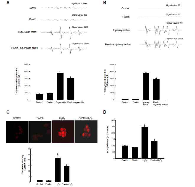 Cell free system에서 전자스핀공명측정기를 이용한 superoxide anion(A)과 hydroxyl radical(B) 측정 및 세포에서 confocal 현미경(C)과 스펙트로미 터(D)를 이용한 세포내 ROS level 측정