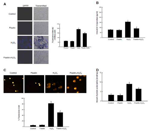 H2O2로 유도된 세포손상에서의 Fisetin 화합 물 처리의 세포보호효과 측정-